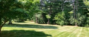 Large yard with trees